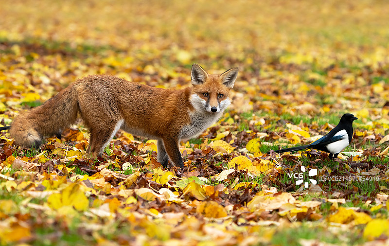红狐（Vulpes vulpes）与喜鹊（Pica pica）在叶子中，英格兰图片素材