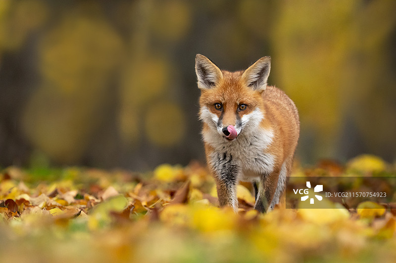 红狐（Vulpes vulpes）在五彩斑斓的树叶中行走，英格兰图片素材