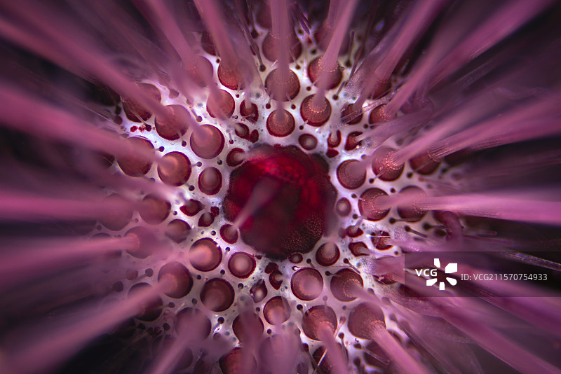 埋藏海胆（Echinostrephus molaris），一种非常独特的粉色海胆，生活在一个从不出来的洞里，用它的刺和足部“捕捉”水流中经过的食物。照片拍摄于40米深的地方，马约特。图片素材