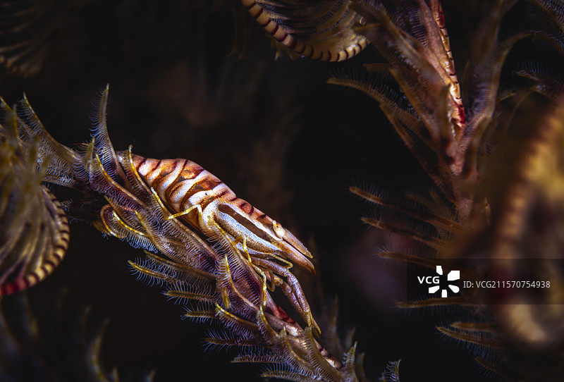 在夜晚的马约特，海葵虾（Laomenes sp）与其栖息的海葵（Stephanometra indica）一起。图片素材