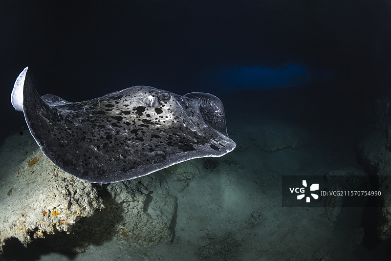 斑点扇尾鳐（Taeniura meyeni），在60米深的水下洞穴中游动的洞穴刺鳐。马约特岛图片素材