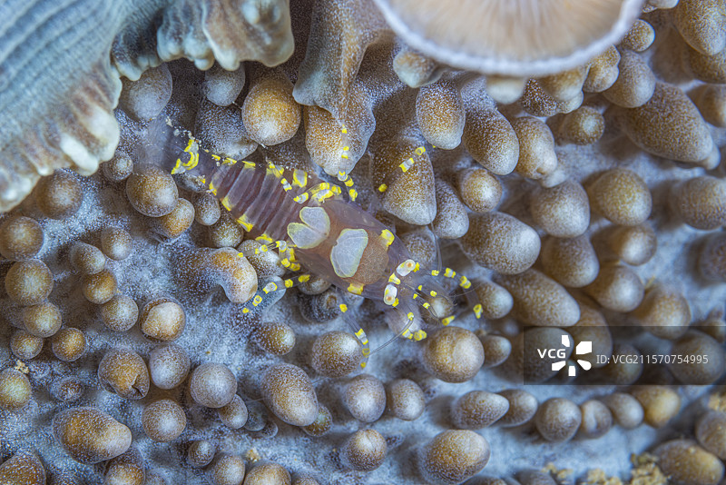 一种小型清洁虾，学名为Pliopontonia furtiva。它于20米深的马约特首次被深蓝探索协会观察到。图片素材