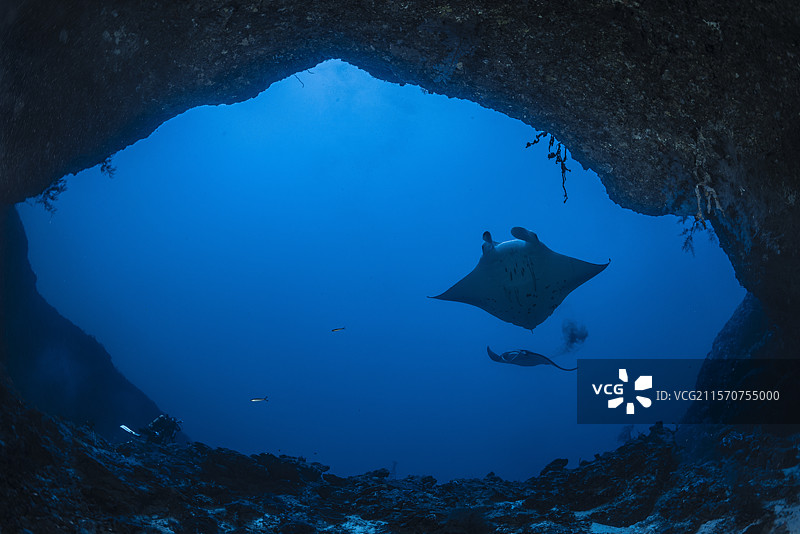 两只环礁蝠鲼（Mobula alfredi）在南船通道洞口上方盘旋，照片左侧可以看到一名潜水员，以便感受蝠鲼和洞口的大小。马约特岛图片素材