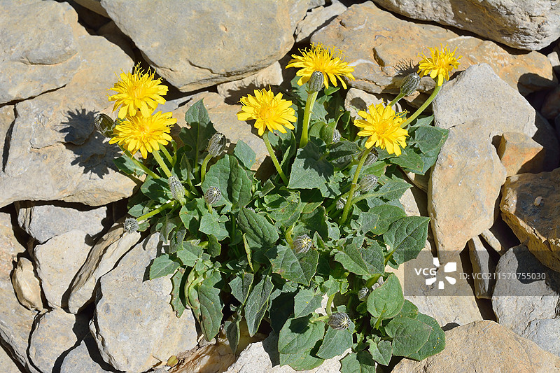 矮小的克雷皮德（Crepis pygmea）。栖息地：石灰岩或页岩的移动碎石，亚高山。阿拉贡比利牛斯山脉。西班牙图片素材