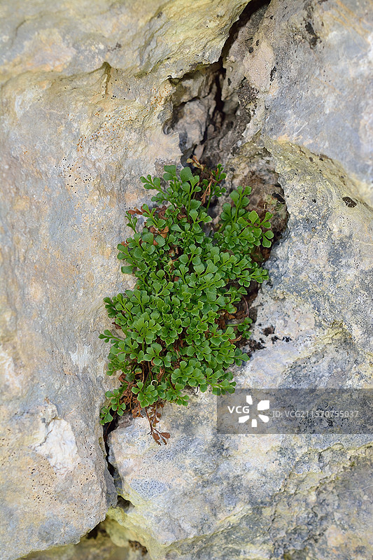 墙蕨（Asplenium ruta-muraria）。栖息地：石灰岩裂缝。高山和亚高山地区。阿拉贡比利牛斯山脉。西班牙图片素材