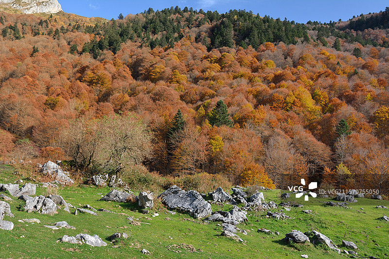 秋季的安切特海滩-冷杉森林：棕熊的生物群落。阿斯佩谷，法国大西洋比利牛斯。图片素材