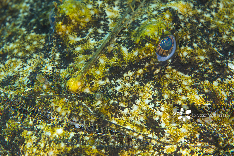 anglerfish (Lophius piscatorius)，皮拉米德潜水点，德拉蒙，瓦尔，法国。图片素材