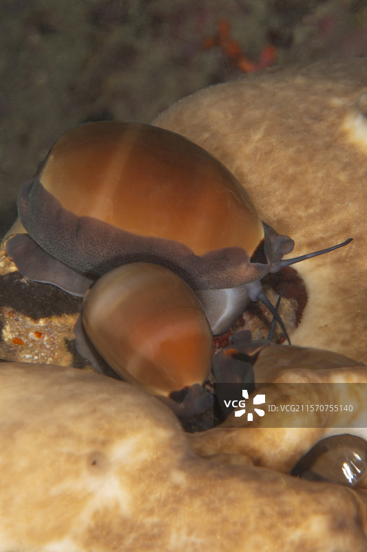 棕色海螺（Luria lurida），拉尔克，海狮潜水地点，圣拉法埃尔，瓦尔，法国图片素材