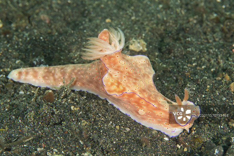 海兔。阿尔普朗地点。伦贝湾。印度尼西亚。图片素材