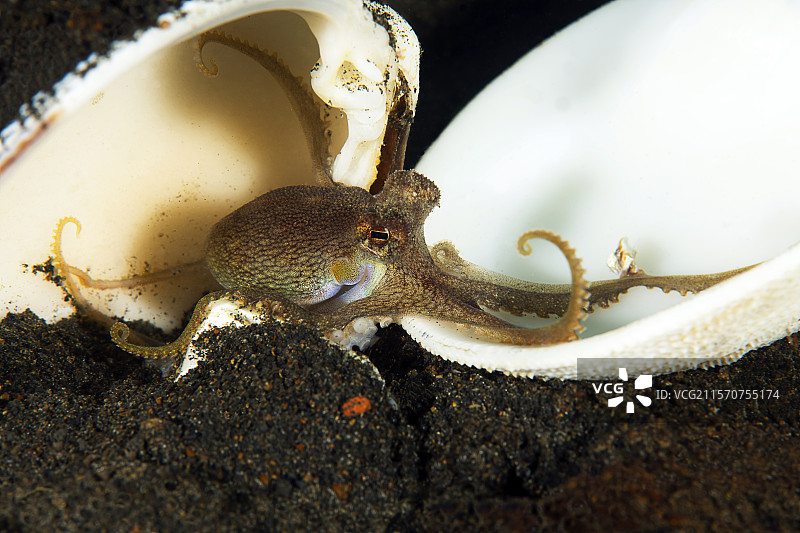 椰子章鱼（Amphioctopus marginatus）在贝壳里。潜水地点tk3。伦贝湾。印度尼西亚。图片素材