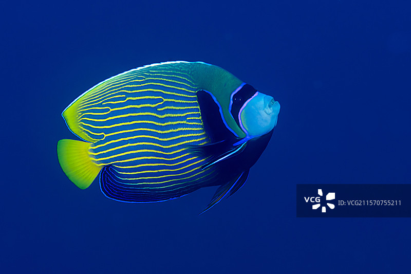 帝王海皇鱼（Pomacanthus imperator）。塞拉亚潜水点。巴厘岛。印度尼西亚。图片素材