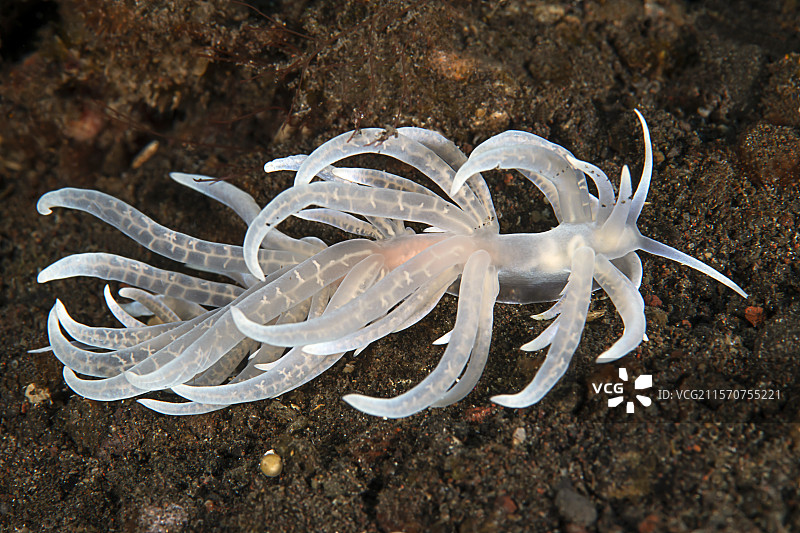 海兔（Phyllodesmium sp）。巴图林吉特潜水点。巴厘岛。印度尼西亚。图片素材