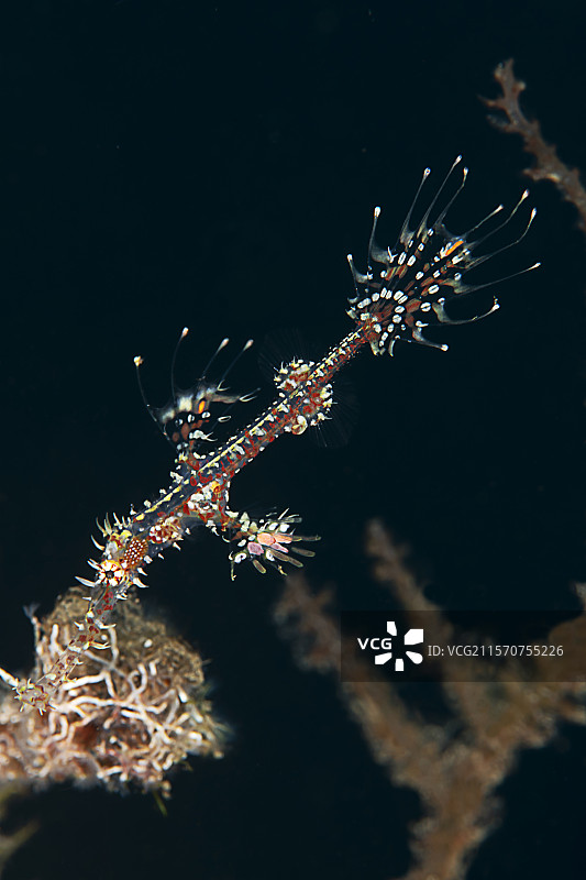 小丑幽灵管鱼（Solenostomus paradoxus）。梅拉斯蒂阿梅德潜水点。巴厘岛。印度尼西亚图片素材