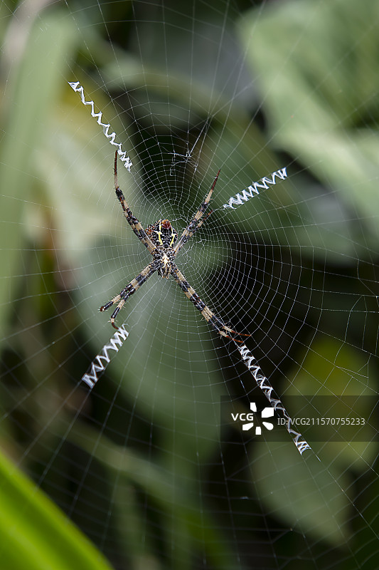 森林中的蜘蛛在它的网中，坦布林甘湖。巴厘岛。印度尼西亚。图片素材