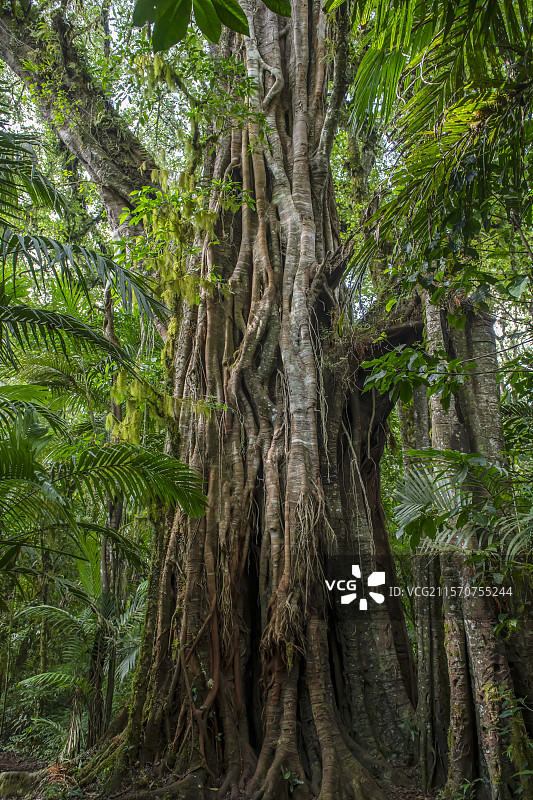 郁郁葱葱的热带森林环绕着坦布林甘湖。巴厘岛。印度尼西亚。图片素材