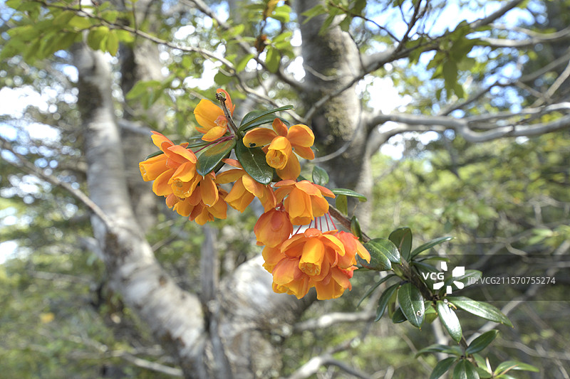 米查伊（Berberis trigona），属于小檗科，原产于智利，春季开花，位于智利阿劳卡尼亚地区的维拉里卡国家公园。图片素材