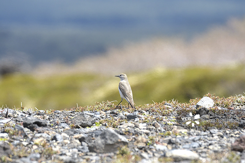 白眉地鸣鸟（Muscisaxicola albilora），智利阿劳卡尼亚大区维拉里卡国家公园图片素材