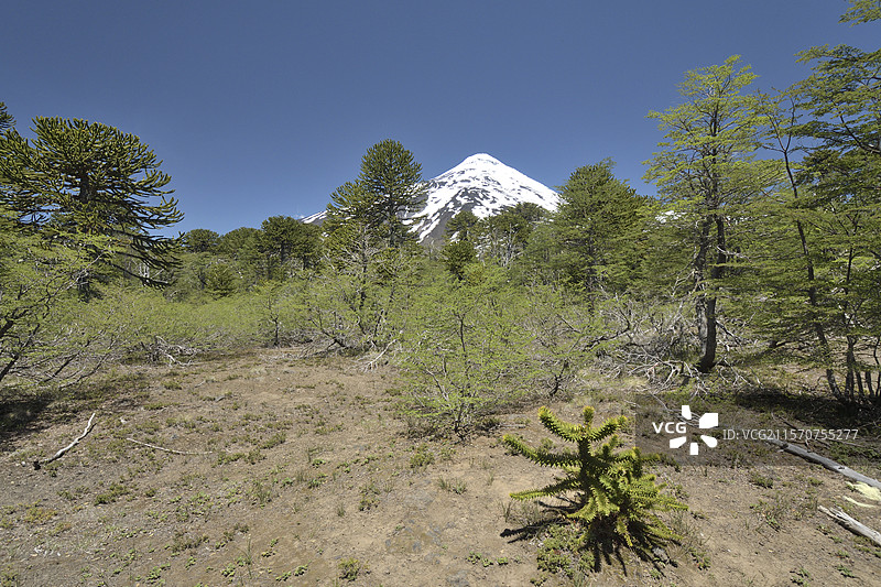 拉宁火山，维拉里卡国家公园，阿劳卡尼亚大区，智利图片素材
