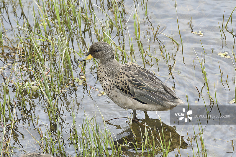黄嘴绿鸭（Anas flavirostris ssp. flavirostris），成年个体，智利阿劳卡尼亚大区维拉里卡图片素材