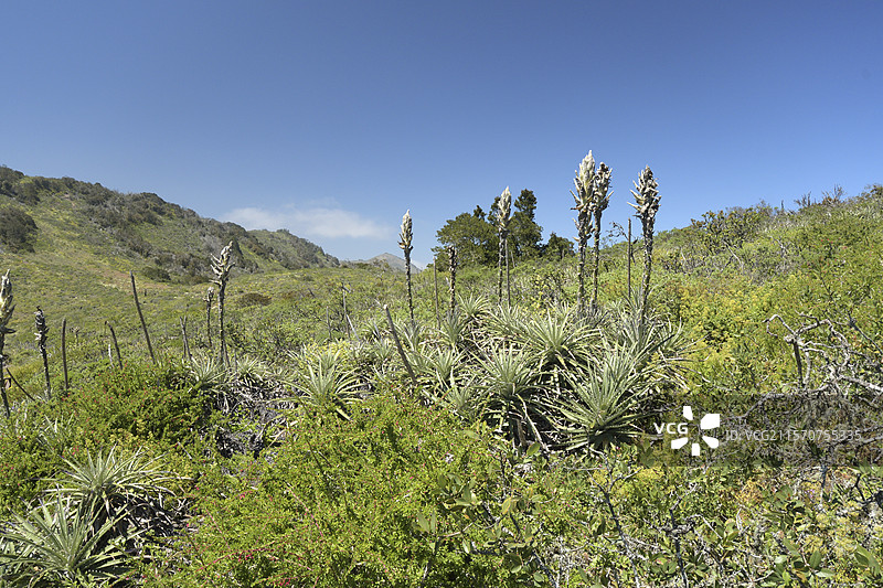 由于弗雷霍尔赫国家公园（Fray Jorge National Park）顶峰区域特有的海岸云形成，导致植被和湿生灌木丛的出现，位于智利科金博地区。图片素材