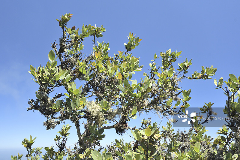 波伦或瓜约（Kageneckia oblonga），蔷薇科，智利特有，春季叶子，弗雷霍尔赫国家公园，科金博大区，智利图片素材