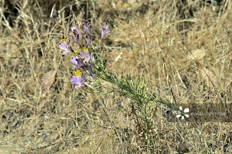 美丽的鹰花（Alstroemeria pulchra ssp. pulchra），阿尔斯特罗美利科科，智利特有，智利瓦尔帕莱索大区维拉阿莱曼娜图片素材