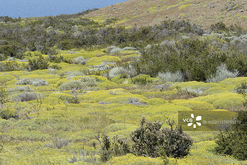 萨米恩托湖岸边的植被，盛开着黄花的刺毛草（Mulinum spinosum），位于智利马加拉内斯大区和智利南极的托雷斯德尔潘恩国家公园。图片素材