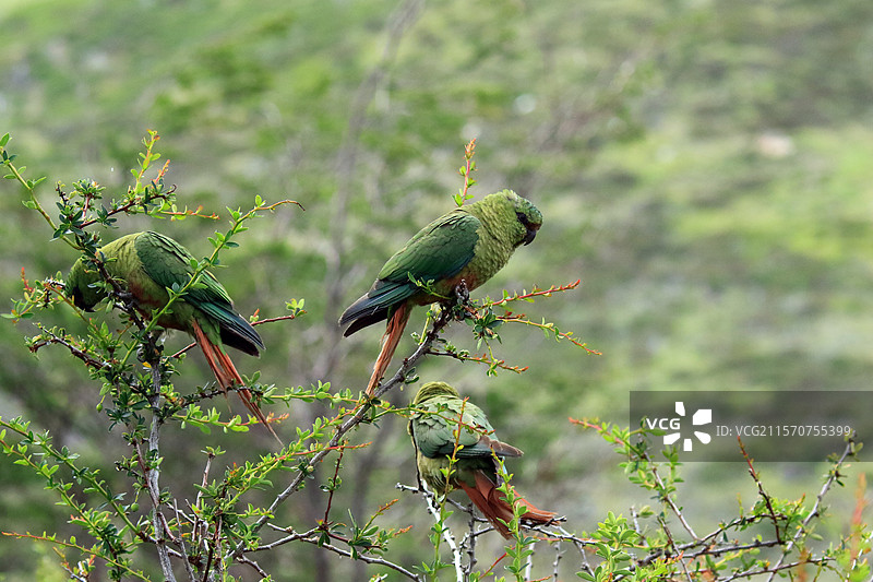 智利的澳洲鹦鹉（Enicognathus ferrugineus）栖息在树枝上图片素材