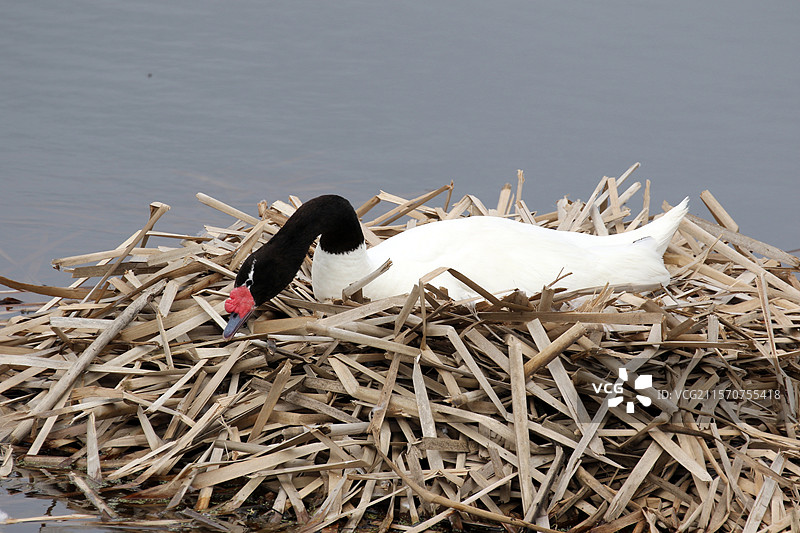 黑颈天鹅（Cygnus melancoryphus）在巢中，智利图片素材