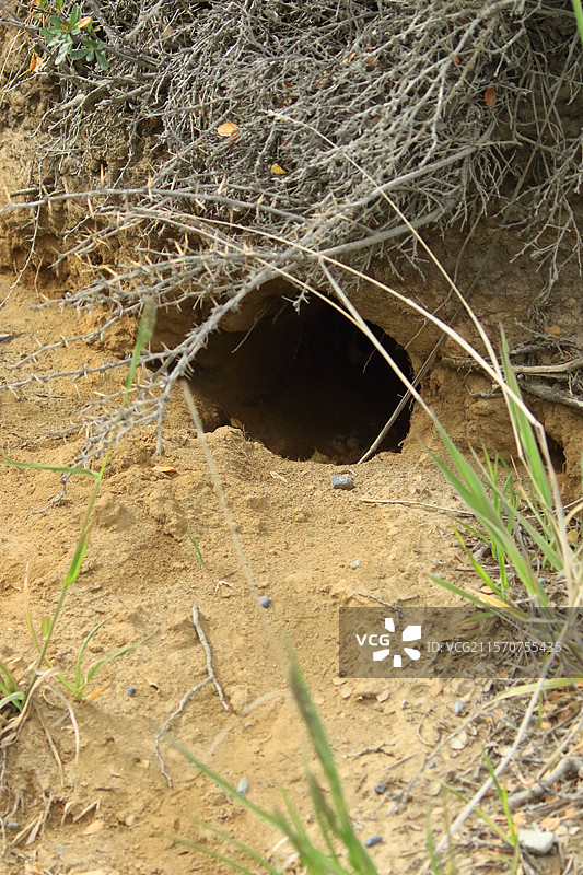 大型毛发犰狳犬（Chaetophractus villosus），智利图片素材