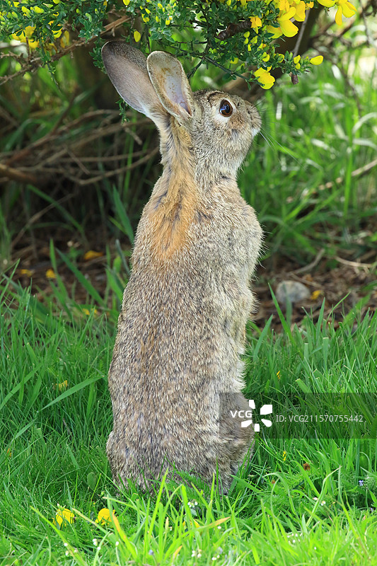 野兔（Oryctolagus cuniculus）站在草地上。智利图片素材