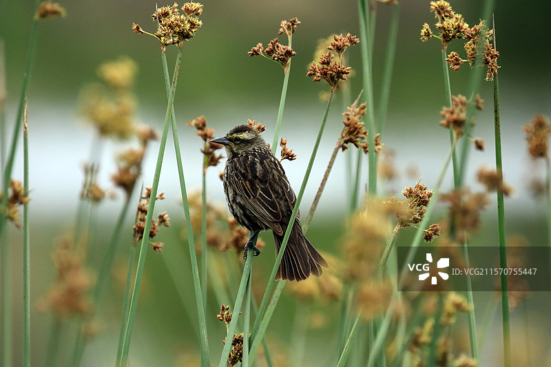 黄翅黑鸟（Agelasticus thilius）栖息在智利的芦苇上图片素材