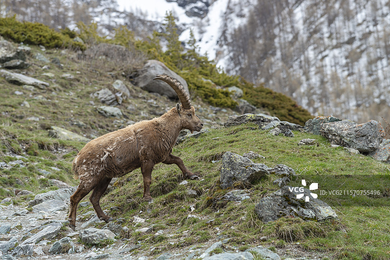 阿尔卑斯山岩羊（Capra ibex），梅尔坎图尔，阿尔卑斯山，法国图片素材