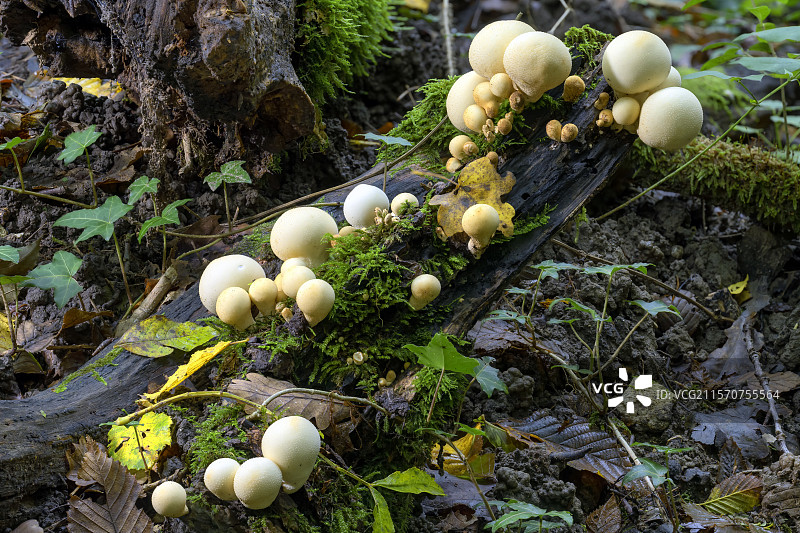 梨形喷气球菌（Lycoperdon pyriforme）在上萨瓦。梨形喷气球菌是一种属于喷气球菌科的真菌。它在夏末时生长于腐烂的树桩上。法国图片素材