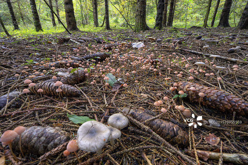 数百种小型腐生蘑菇（Mycena spp）在十月的汝拉森林中竞相绽放。法国布热地区的大科隆比耶山脉。图片素材
