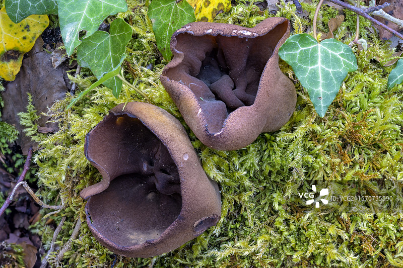 布朗佩齐萨（无疑是佩齐萨·巴迪亚）在萨瓦省。属于与羊肚菌和松露同一家族的子囊菌。外生菌根。法国图片素材