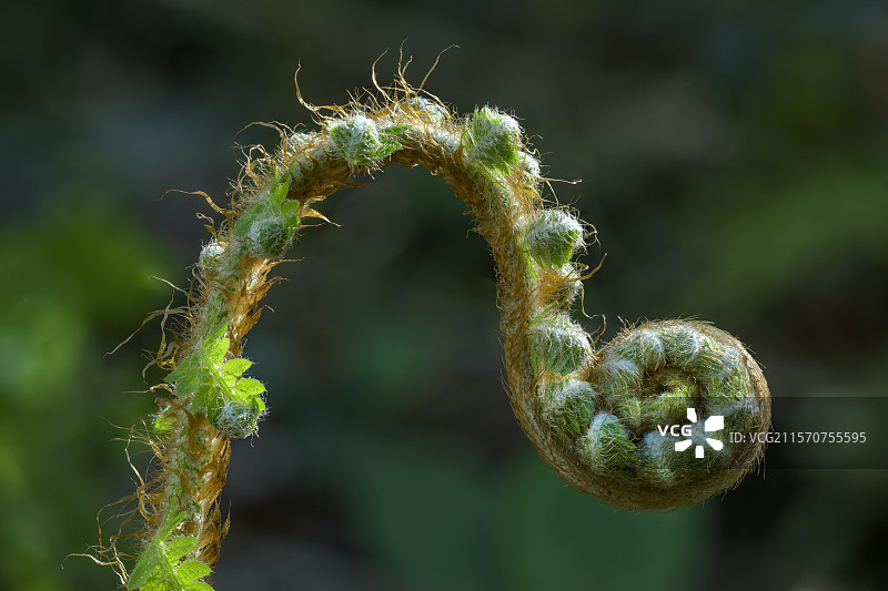 鹰蕨的嫩卷叶（卷曲的叶子）。蕨类植物（Pteridium aquilinum）属于蕨科。它非常常见，甚至具有侵略性，分布广泛。可以在海拔高达2000米的地方找到。它在温和潮湿的海洋气候地区非常丰富。鹰蕨有黑色的、纤维状的、分枝的根茎，深入地下数十厘米。这使它能够迅速占领其环境，法国。图片素材