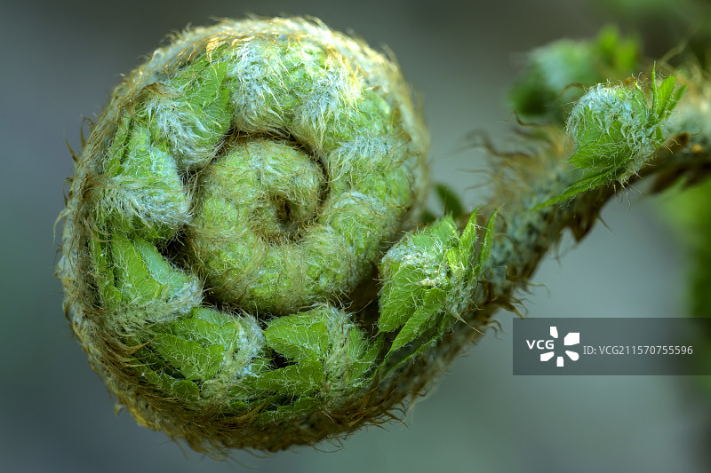 鹰蕨的嫩卷叶（卷曲的蕨叶）。蕨类植物（Pteridium aquilinum）属于蕨科。它非常常见，甚至具有侵略性，分布广泛。可以在海拔高达2000米的地方找到。它在温和潮湿的海洋气候地区非常丰富。鹰蕨有黑色的、纤维状的、分枝的根茎，深入地下数十厘米。这使它能够迅速占领其环境。图片素材