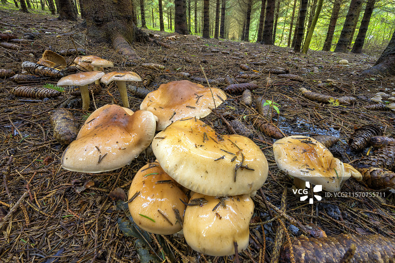 在汝拉森林中的湿润菌属蘑菇。湿润菌（Hygrophorus pudorinus），法国布热地区大科隆比耶山脉。图片素材