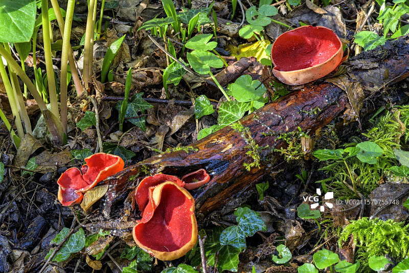 法国萨瓦地区的猩红杯菌（Sarcoscypha coccinea）图片素材