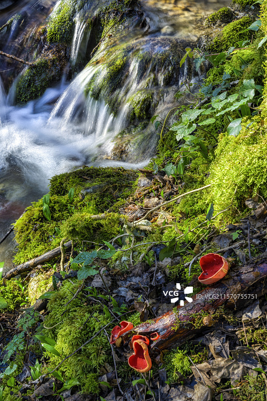 法国萨瓦地区的猩红杯菌（Sarcoscypha coccinea）图片素材