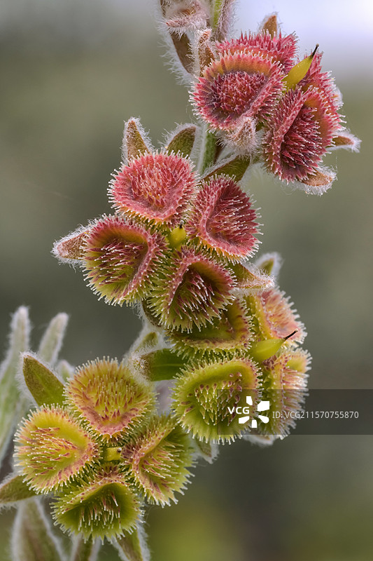 果实中的狗舌草（Cynoglossum officinale）（瘦果）。狗舌草是一种属于紫草科的草本植物 - 瘦果依附在动物身上以进行传播（动物传播），西班牙阿拉贡。图片素材
