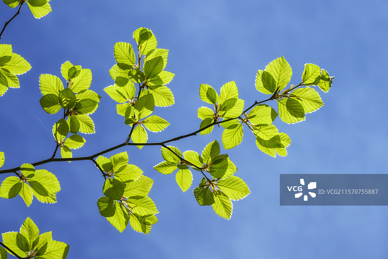 春季叶片的欧洲山毛榉（Fagus sylvatica）。这种树种是湿润温带气候的生物指示物。林业工作者长期以来一直进行林业管理，以生产高生长速率的木材，主要用于家具。它也被用作燃料木材的来源，尤其是在西班牙里奥哈的山区。图片素材