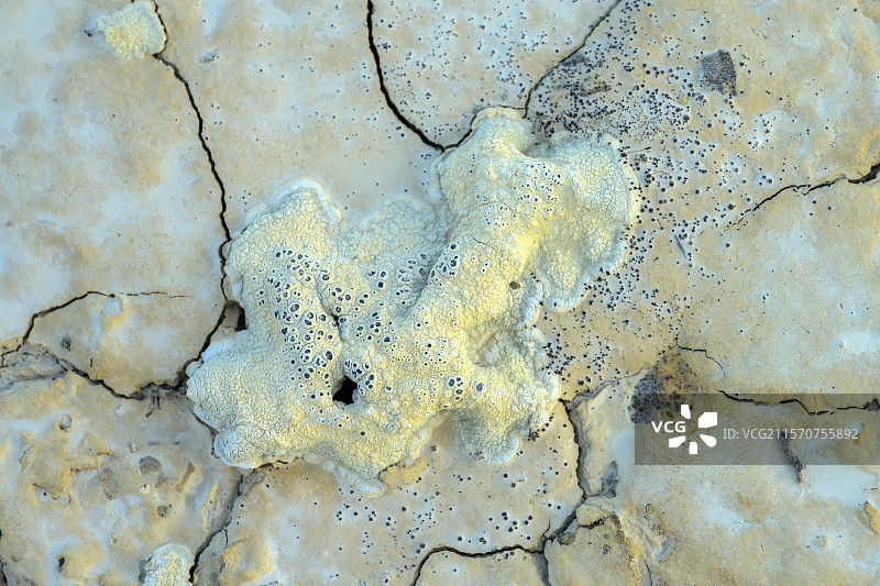 西班牙巴尔德纳斯的粘土上的地衣。多种专门的地衣物种在巴尔德纳斯的粘土土壤上定居，其中一些非常丰富——这是一个广阔的半沙漠地区，侵蚀形成了令人印象深刻的岩石地貌，几乎水平的粘土白垩层，以及干旱、风吹日晒的荒地。其独特的草原植被使其获得了联合国教科文组织世界生物圈保护区的地位。纳瓦拉 - 西班牙图片素材