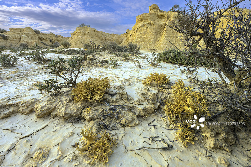 西班牙巴尔德纳斯的粘土上的地衣。多种专门的地衣物种在巴尔德纳斯的粘土土壤中定居，其中一些非常丰富——这是一个广阔的半沙漠地区，侵蚀形成了令人印象深刻的岩石地貌，几乎水平的粘土白垩层，以及干旱、风吹日晒的荒地。其独特的草原植被使其获得了联合国教科文组织生物圈保护区的地位。纳瓦拉 - 西班牙图片素材