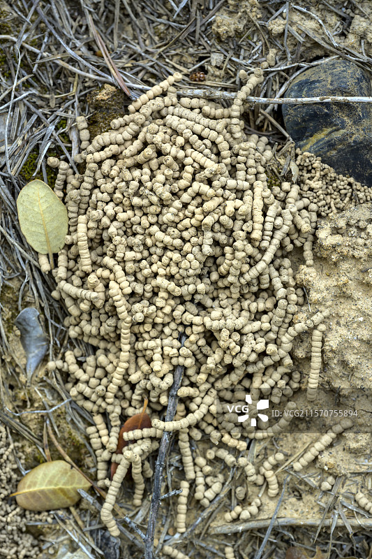 阿拉贡的蚯蚓粪。土壤的沙质一致性使得西班牙阿拉贡的蚯蚓粪呈现出这种独特的外观。图片素材