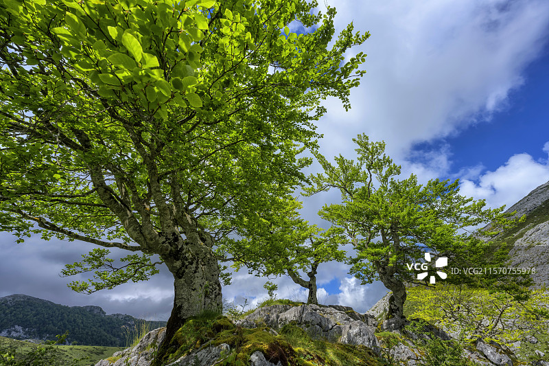 西班牙欧洲山脉的蜿蜒山峰。著名的欧洲山脉是坎塔布连山脉中最高的山体，位于阿斯图里亚斯、莱昂和坎塔布里亚省之间，距离海洋约30公里：这里是棕熊和伊比利亚狼的栖息地。它是一个生物圈保护区。阿斯图里亚斯的科瓦东加湖区。图片素材