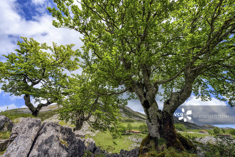 西班牙欧洲山脉的蜿蜒山峰。著名的欧洲山脉是坎塔布连山脉中最高的山体，位于阿斯图里亚斯、莱昂和坎塔布里亚省之间，距离海洋约30公里：这里是棕熊和伊比利亚狼的栖息地。它是一个生物圈保护区。阿斯图里亚斯的科瓦东加湖区。图片素材