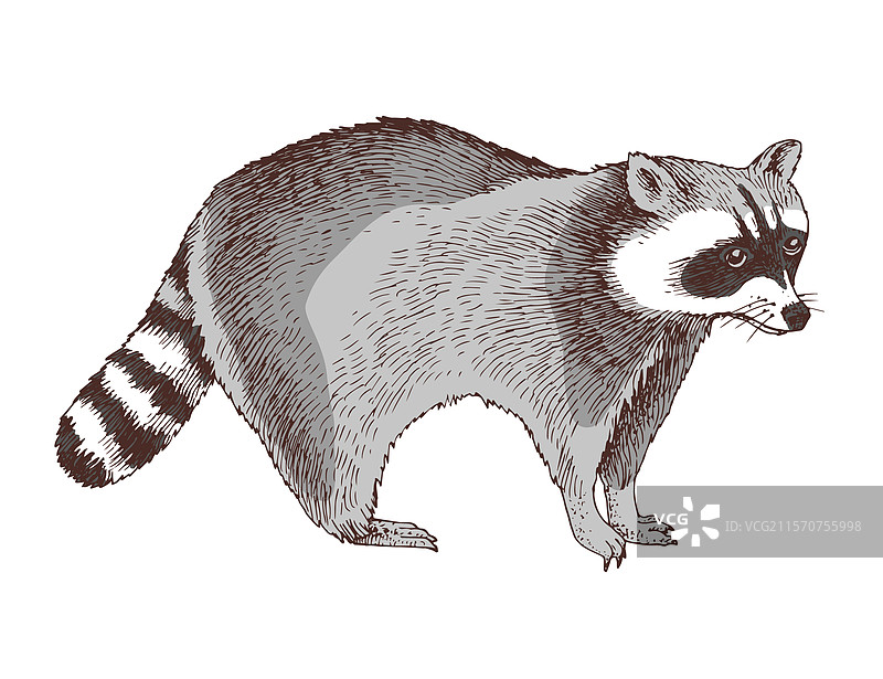 手绘浣熊图片素材