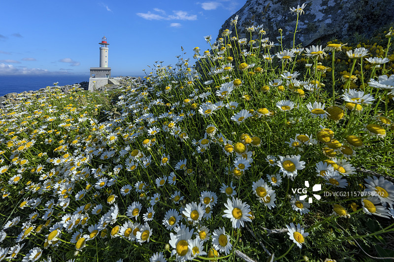 加利西亚海岸的春天。纳里加角灯塔矗立在突入大西洋的岬角尽头 - 拉科鲁尼亚省 - 加利西亚 - 西班牙图片素材